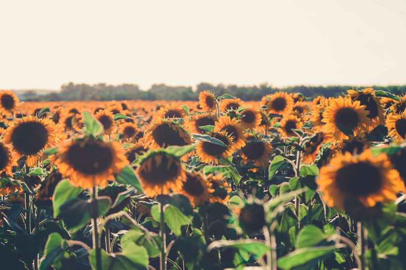 sunflower meadow